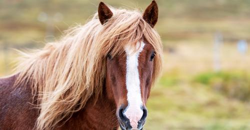 Recognize Horse Facial Markings Such as Blazes, Stars and Snips