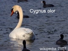 7107_cygnus_olor_alarch_0811126