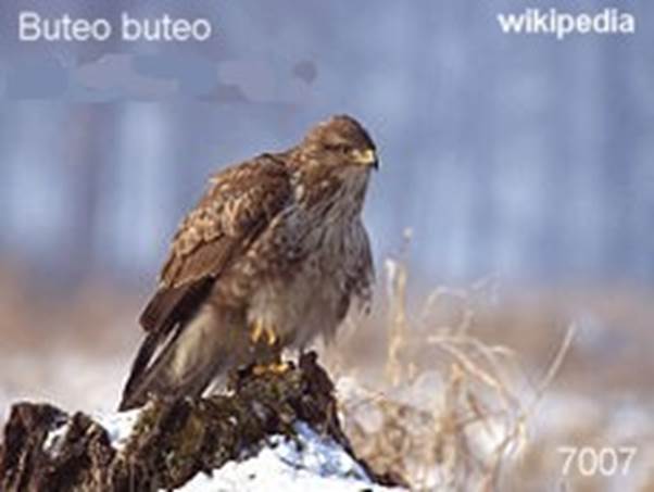 A bird sitting on top of each other

Description automatically generated