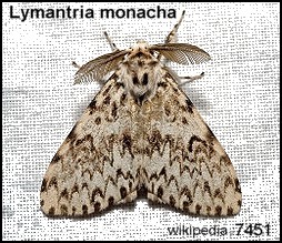 7451_lleian_lymantria monacha_wiki_090324