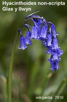 7910_hyacinthoides-non-scripta_glas-y-llwyn_120925