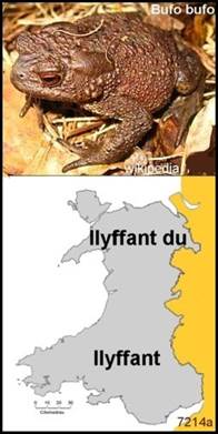 7214a_Bufo_bufo_llyffant_du_081202