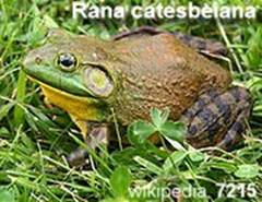 7215_Rana_catesbeiana_marchlyffant_wikipedia_081202