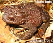 7214_Bufo_bufo_llyffant_du_081202