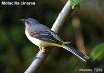 7259_Motacilla cinerea_siglen-lwyd_wiki_0812223