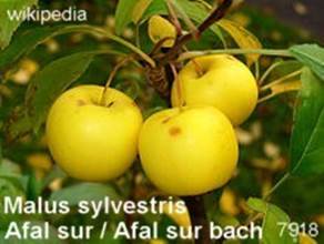 7918_malus-sylvestris_afal-sur_120925