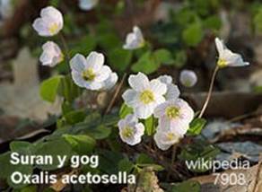 7908_oxalis-acetosella_suran-y-gog_120924